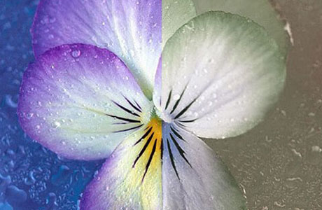 Seeing colours as faded